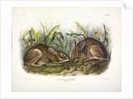 Marsh Hare, Lepus Palustris, 1845 by John J. Audubon