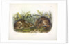 Marsh Hare, Lepus Palustris, 1845 by John J. Audubon