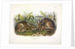Marsh Hare, Lepus Palustris, 1845 by John J. Audubon