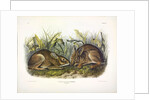 Marsh Hare, Lepus Palustris, 1845 by John J. Audubon