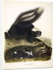 Common American Skunk, Mephitis Americana, 1845 by John J. Audubon