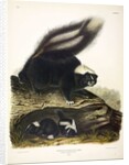 Common American Skunk, Mephitis Americana, 1845 by John J. Audubon