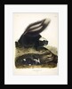 Common American Skunk, Mephitis Americana, 1845 by John J. Audubon