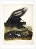 Common American Skunk, Mephitis Americana, 1845 by John J. Audubon