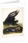 Common American Skunk, Mephitis Americana, 1845 by John J. Audubon