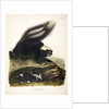 Common American Skunk, Mephitis Americana, 1845 by John J. Audubon