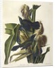 Purple Grakle or Common Crow Blackbird, 1845 by John J. Audubon