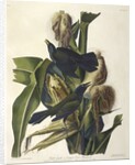 Purple Grakle or Common Crow Blackbird, 1845 by John J. Audubon