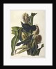 Purple Grakle or Common Crow Blackbird, 1845 by John J. Audubon