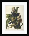 Purple Grakle or Common Crow Blackbird, 1845 by John J. Audubon