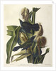 Purple Grakle or Common Crow Blackbird, 1845 by John J. Audubon