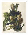 Purple Grakle or Common Crow Blackbird, 1845 by John J. Audubon