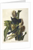 Purple Grakle or Common Crow Blackbird, 1845 by John J. Audubon