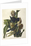 Purple Grakle or Common Crow Blackbird, 1845 by John J. Audubon