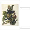 Purple Grakle or Common Crow Blackbird, 1845 by John J. Audubon