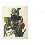 Purple Grakle or Common Crow Blackbird, 1845 by John J. Audubon