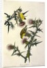 American Goldfinch, Fringilla Tristis, 1845 by John J. Audubon