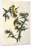 American Goldfinch, Fringilla Tristis, 1845 by John J. Audubon
