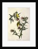 American Goldfinch, Fringilla Tristis, 1845 by John J. Audubon