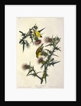 American Goldfinch, Fringilla Tristis, 1845 by John J. Audubon