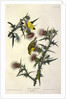 American Goldfinch, Fringilla Tristis, 1845 by John J. Audubon