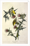 American Goldfinch, Fringilla Tristis, 1845 by John J. Audubon