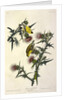 American Goldfinch, Fringilla Tristis, 1845 by John J. Audubon