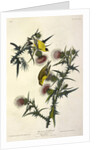 American Goldfinch, Fringilla Tristis, 1845 by John J. Audubon