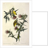 American Goldfinch, Fringilla Tristis, 1845 by John J. Audubon