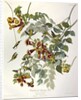 Ruby Throated Humming Bird, Trochilus Colubris, 1845 by John J. Audubon
