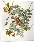 Ruby Throated Humming Bird, Trochilus Colubris, 1845 by John J. Audubon