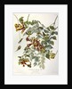 Ruby Throated Humming Bird, Trochilus Colubris, 1845 by John J. Audubon