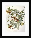 Ruby Throated Humming Bird, Trochilus Colubris, 1845 by John J. Audubon