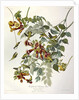 Ruby Throated Humming Bird, Trochilus Colubris, 1845 by John J. Audubon