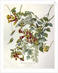 Ruby Throated Humming Bird, Trochilus Colubris, 1845 by John J. Audubon