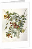 Ruby Throated Humming Bird, Trochilus Colubris, 1845 by John J. Audubon