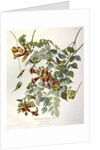 Ruby Throated Humming Bird, Trochilus Colubris, 1845 by John J. Audubon