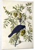 American Crow, Corvus Americanus, 1845 by John J. Audubon