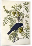 American Crow, Corvus Americanus, 1845 by John J. Audubon