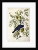 American Crow, Corvus Americanus, 1845 by John J. Audubon