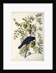 American Crow, Corvus Americanus, 1845 by John J. Audubon