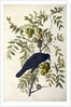 American Crow, Corvus Americanus, 1845 by John J. Audubon