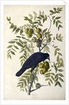American Crow, Corvus Americanus, 1845 by John J. Audubon