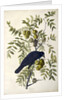 American Crow, Corvus Americanus, 1845 by John J. Audubon