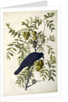 American Crow, Corvus Americanus, 1845 by John J. Audubon