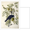 American Crow, Corvus Americanus, 1845 by John J. Audubon