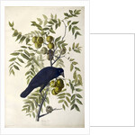 American Crow, Corvus Americanus, 1845 by John J. Audubon