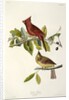 Cardinal Grosbeak , Fringilla Cardinalis, 1845 by John J. Audubon