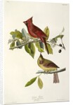 Cardinal Grosbeak , Fringilla Cardinalis, 1845 by John J. Audubon