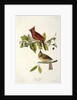 Cardinal Grosbeak , Fringilla Cardinalis, 1845 by John J. Audubon